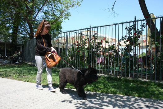Girl in public park walking  with her Newfoundlander puppy
