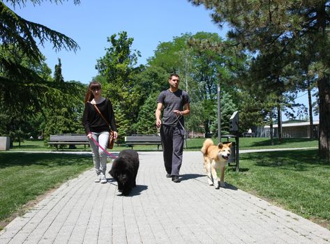 Young man and girl walking  puppies of Akita and Newfoundlander in public park