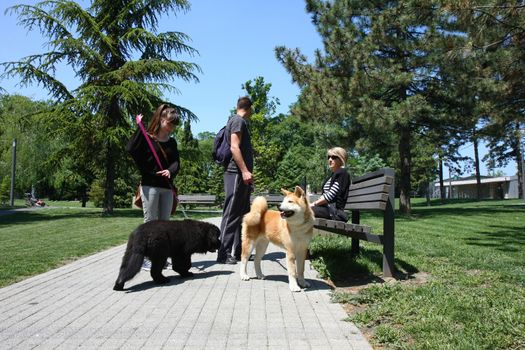 Puppies of Akita Inu and Newfaundlander resting  in public park