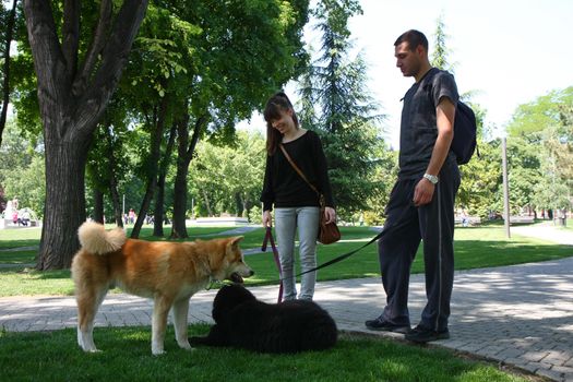 Puppies of Akita Inu and Newfaundlander resting  in public park