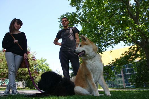 Puppies of Akita Inu and Newfaundlander resting  in public park