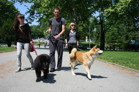 Young man, girl and lady walking  puppies of Akita and Newfoundlander in public park