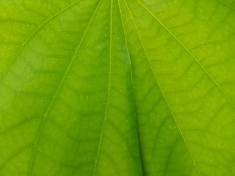 Closeup Snowy Orchid leaf as background