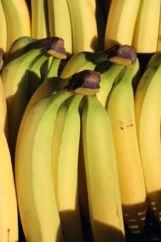 Bunch of Fresh Cavendish Banana at Grocery Store