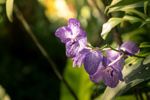 Beautiful blooming orchids in forest, On the bright sunshine