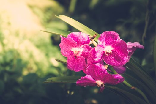 Beautiful blooming orchids in forest, On the bright sunshine