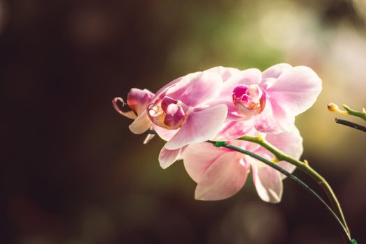 Beautiful blooming orchids in forest, On the bright sunshine