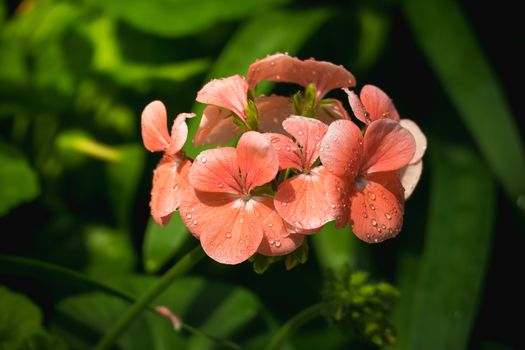 Peony petals with dew drops, delicate floral background with copy space