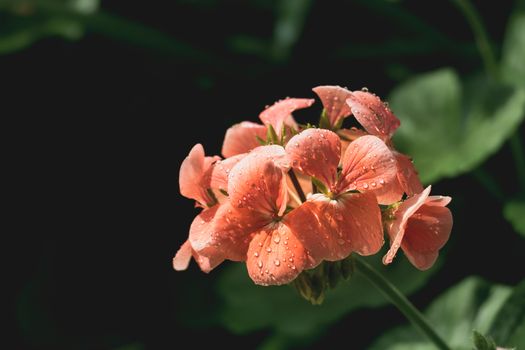 Peony petals with dew drops, delicate floral background with copy space