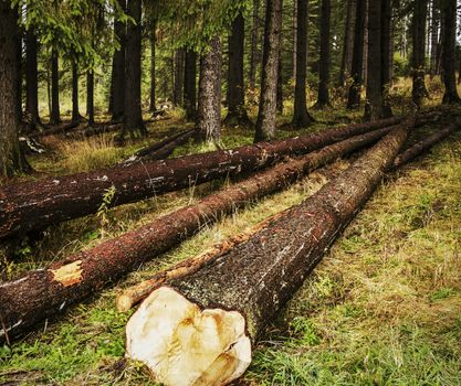background nature scene cut down trees in the forest