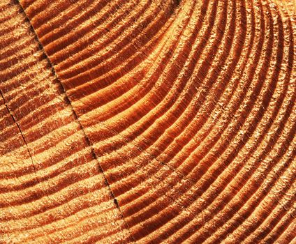 abstract background or texture detail to are cut spruce wood