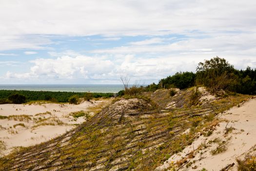 Sand dunes and bushes on Curonian Spit
