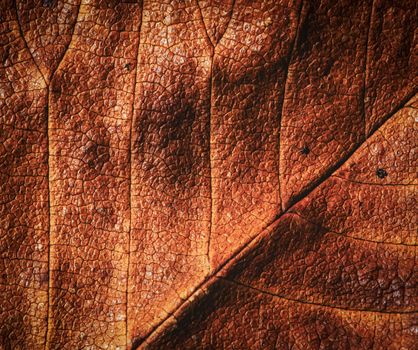 abstract background or texture detail brown autumn tree leaf