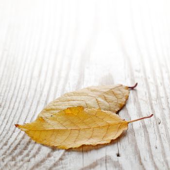 Autumn leaves over wooden background with copy space