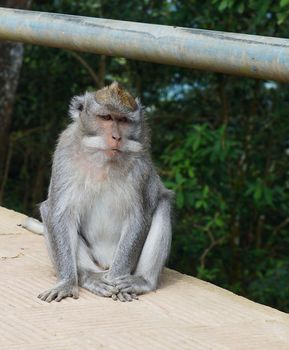 Crab monkey from Bali