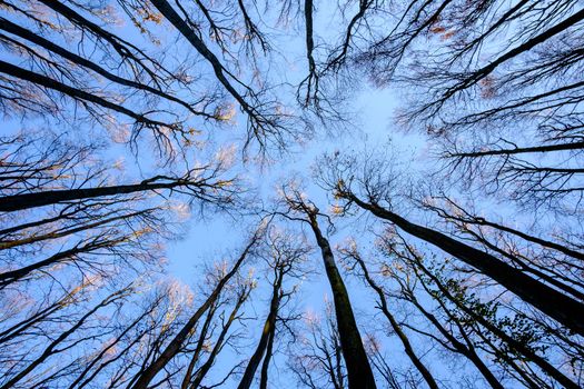 Autumn trees with foliage and leaves against sky