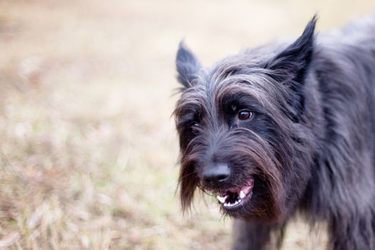 Smiling black terrier
