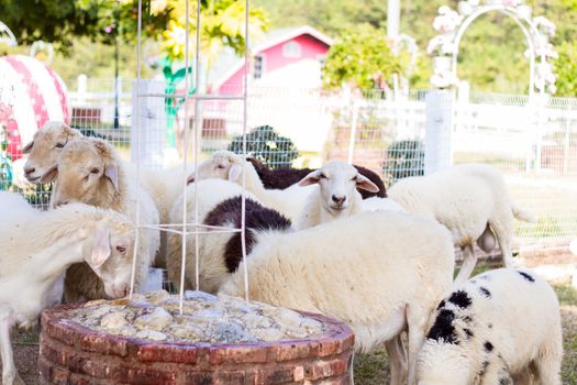 Goats and sheep in farm animals agriculture and nature .