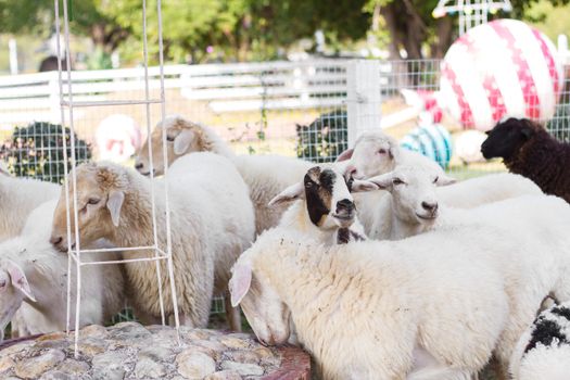 Goats and sheep in farm animals agriculture and nature .