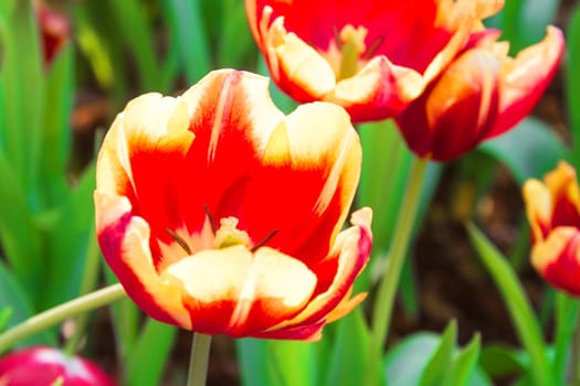 The tulip is a perennial, bulbous plant with showy flowers in the genus Tulipa, of which up to 109 species