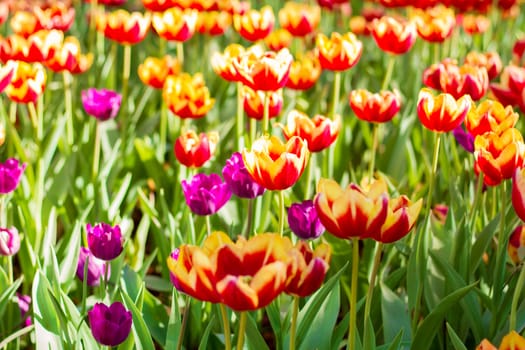 The tulip is a perennial, bulbous plant with showy flowers in the genus Tulipa, of which up to 109 species