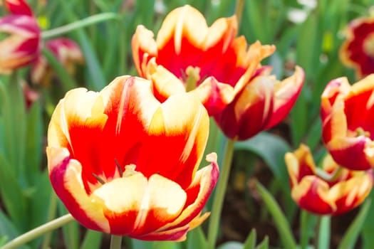 The tulip is a perennial, bulbous plant with showy flowers in the genus Tulipa, of which up to 109 species