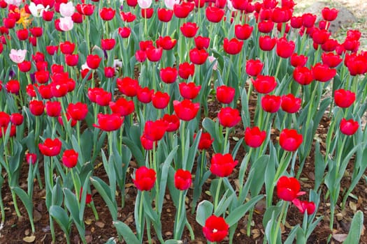 The tulip is a perennial, bulbous plant with showy flowers in the genus Tulipa, of which up to 109 species