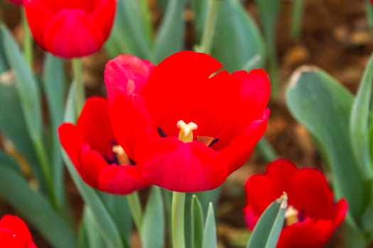 The tulip is a perennial, bulbous plant with showy flowers in the genus Tulipa, of which up to 109 species