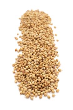 Row of Organic Dried coriander seeds (Coriandrum sativum) isolated on white background.