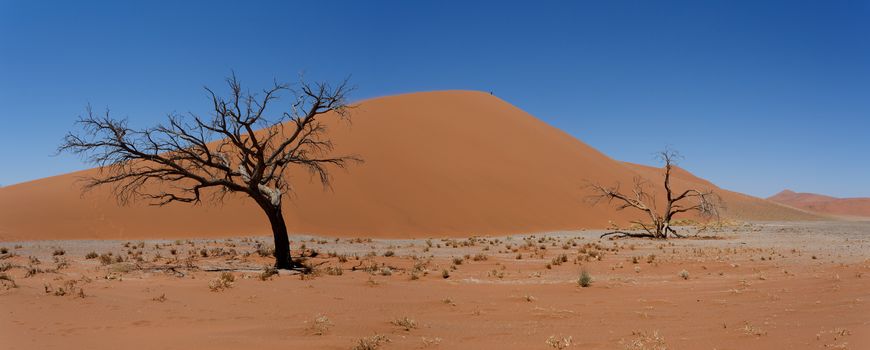 Dune 45 in sossusvlei Namibia with dead tree, best of Namibia landscape, Dune 45 is the biggest dune in the world