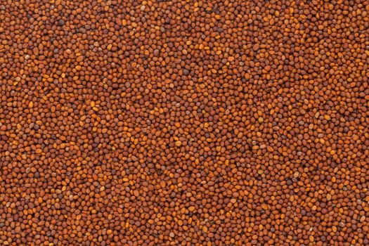 Organic Small Brown Mustard Seeds (Brassica juncea) closeup background texture.
