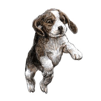 Image of beagle hand drawn vector