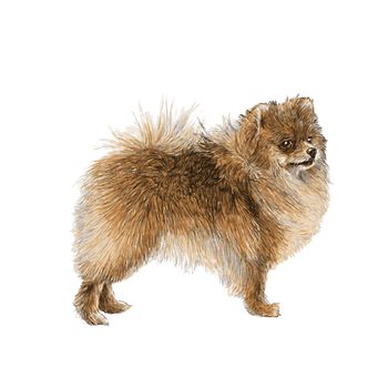 Image of Pomeranian hand drawn vector
