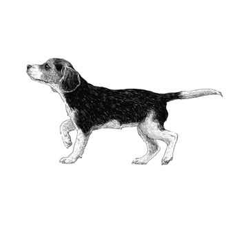 Image of beagle hand drawn vector