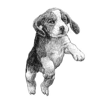 Image of beagle hand drawn vector