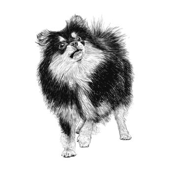 Image of Pomeranian hand drawn vector