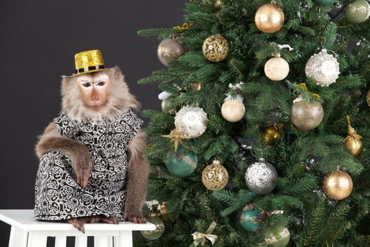Little monkey sitting near the New Year's tree on a studio background