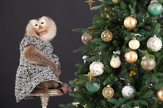 Little monkey sitting near the New Year's tree on a studio background