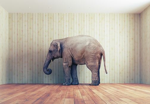  lone elephant in the room. Creative concept