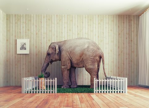 An Elephant calf as the pet. Photo combination concept