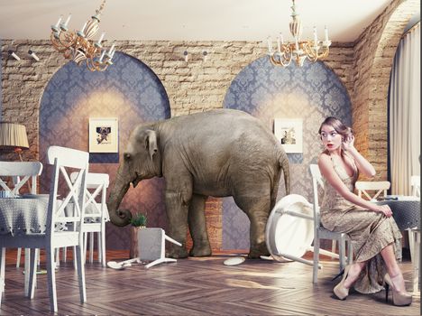 an elephant calm in a restaurant interior. photo combination concept