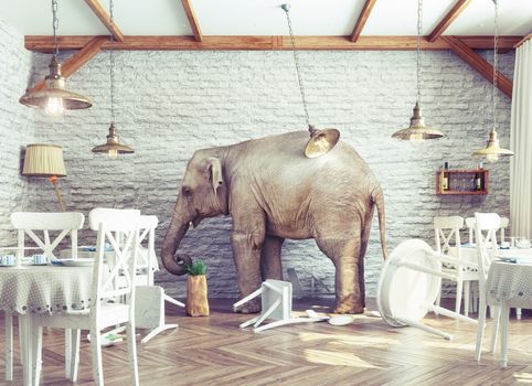 an elephant calm in a restaurant interior. photo combination concept