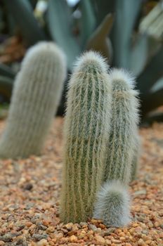Cleistocactus strausii is a perennial cactus of the family Cactaceae.