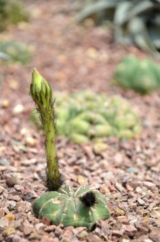 Budding Gymnocalycium cactus flower in the garden