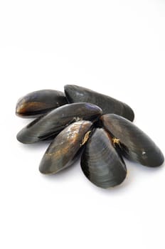 Mussel