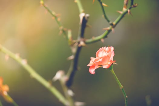 Roses in the garden filtered, Roses are beautiful with a beautiful sunny day.