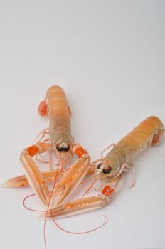 Close-up of three scampi