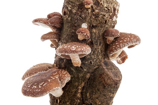 Tree trunk with Shiitake mushrooms over white background