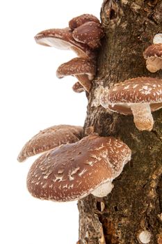 Tree trunk with Shiitake mushrooms over white background