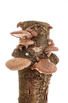 Tree trunk with Shiitake mushrooms over white background